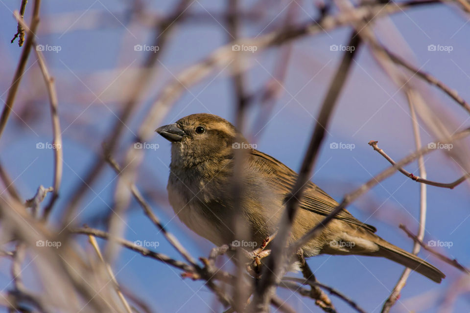 Bird Hiding in the Brush