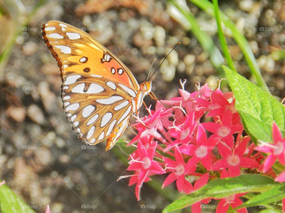 Nature, Butterfly, Insect, Summer, Flower