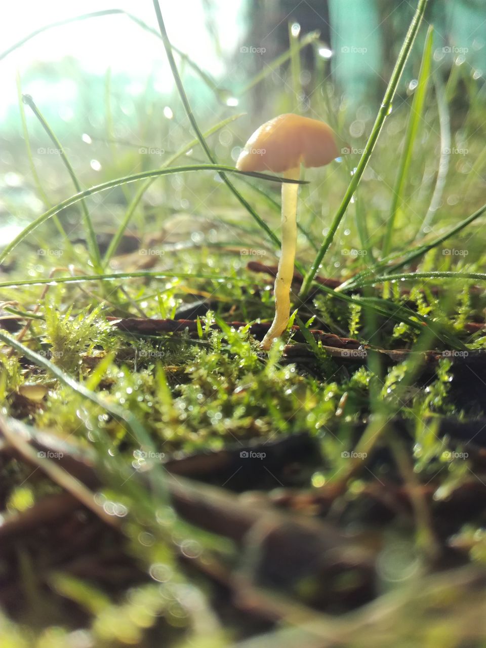 champignon, mushroom