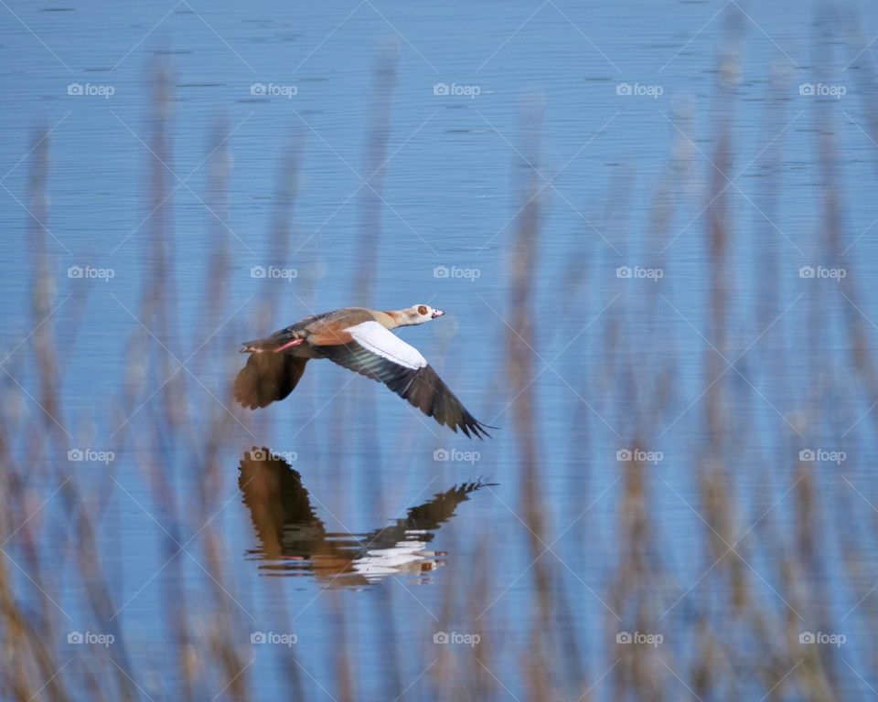 Egyptian goose in flight