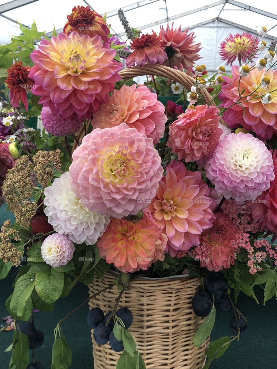Dahlia display