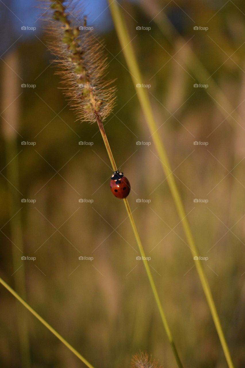 A ladybug resting on a wheat thread in autumn!