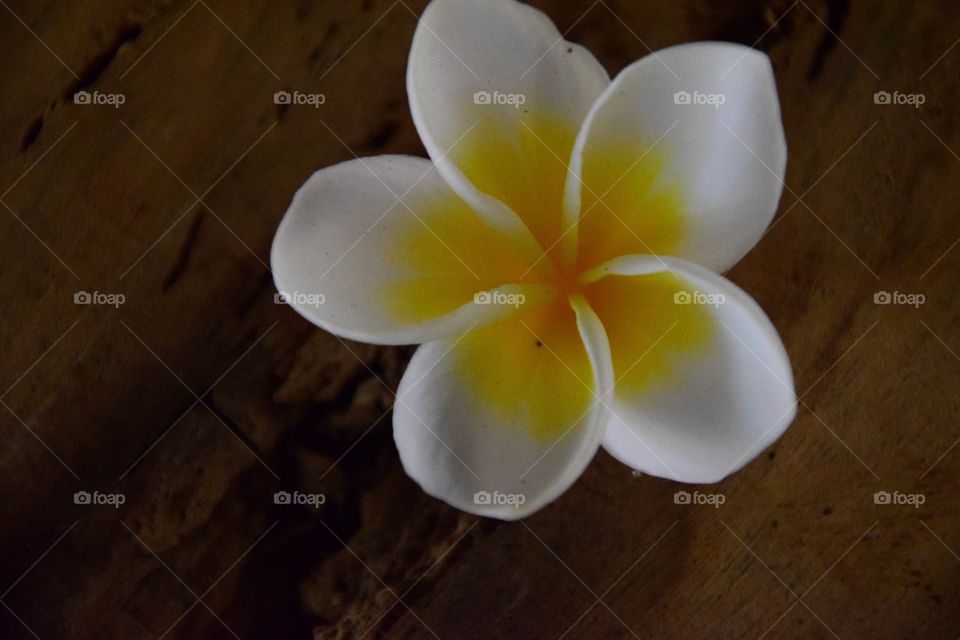 Fower white background yellow 