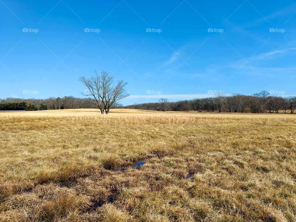 An isolated tree in a field of golden grass