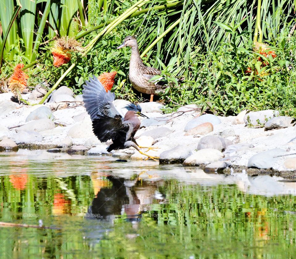 wildlife, bird fishing in a duck pond