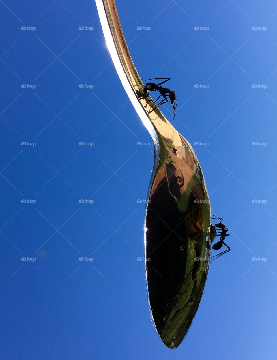 Two silhouetted worker ants on the side of a silver spoon and held against the vivid indigo blue Australian sky 