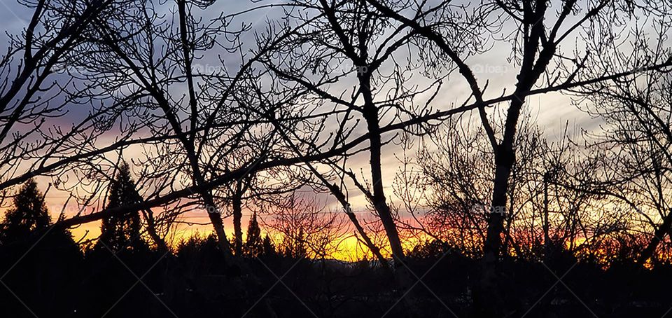 vibrant sunset with tree branch silhouttes in Oregon suburbs