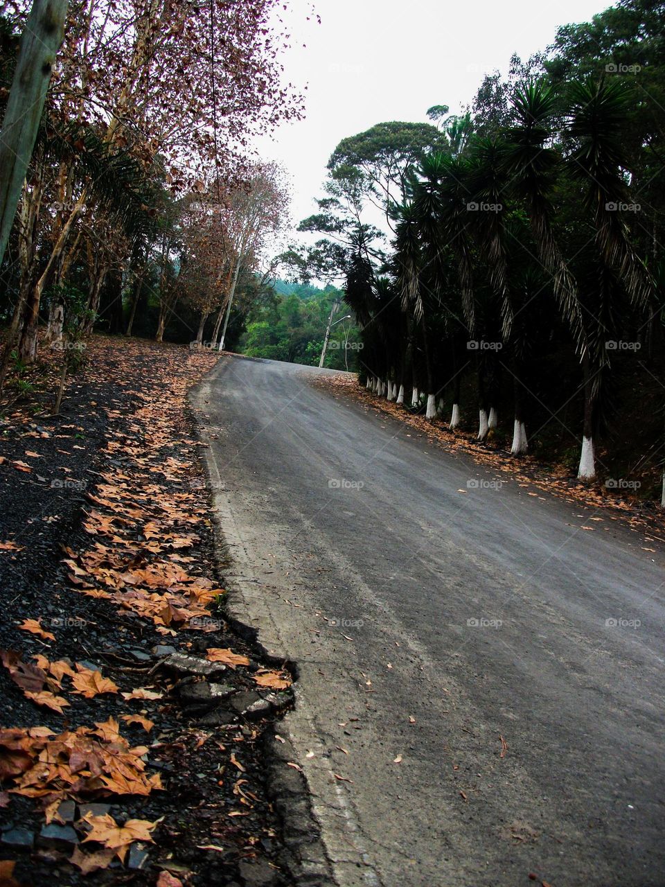 Belo caminho de folhas esquecidas.