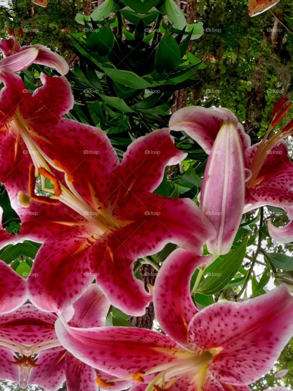 lillies in bloom