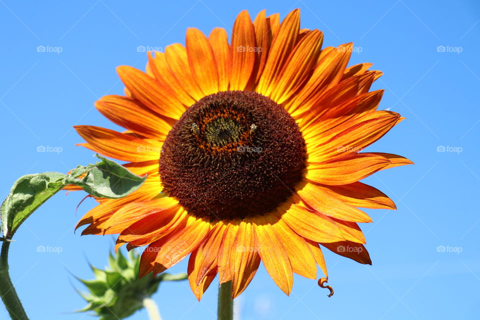 Happy Sunflower