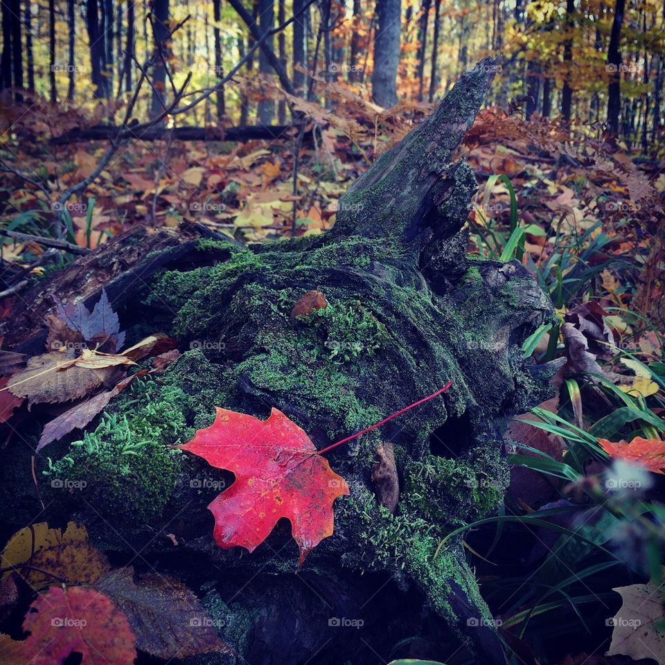 Mossy stump