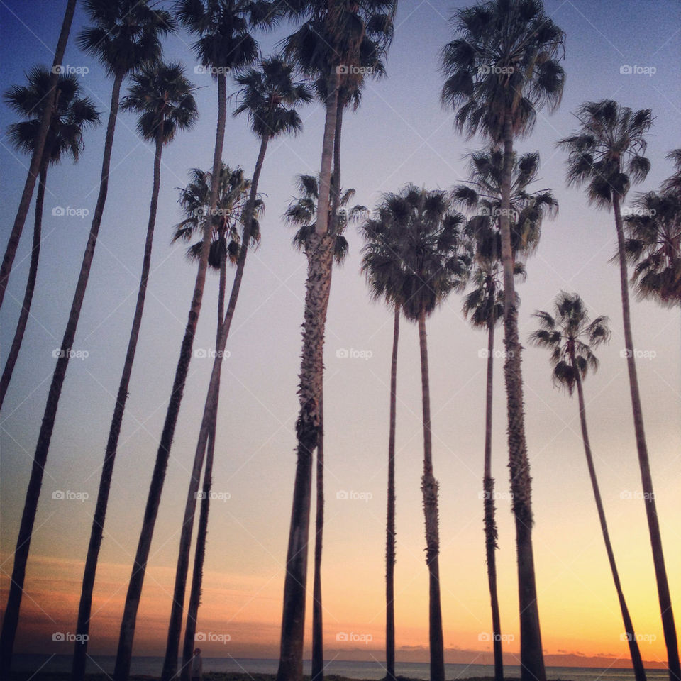 Santa Barbara palm tree ocean coast sunset