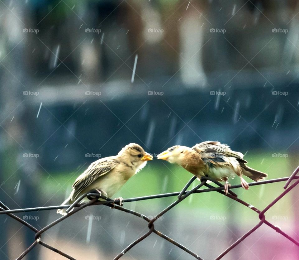 Birds Kissing Under the Rain