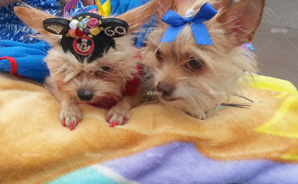 two small terrier dogs with Disney outfits on