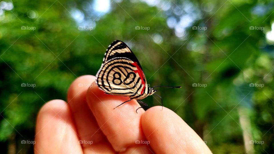 Uma borboleta pequena e delicada  beijando a mão que a acolhe.