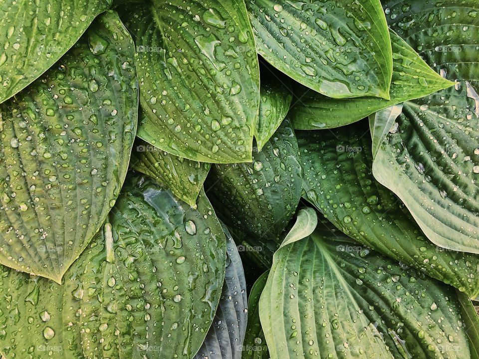 Green leaves