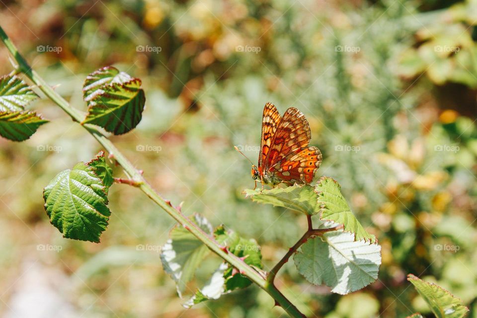 butterfly