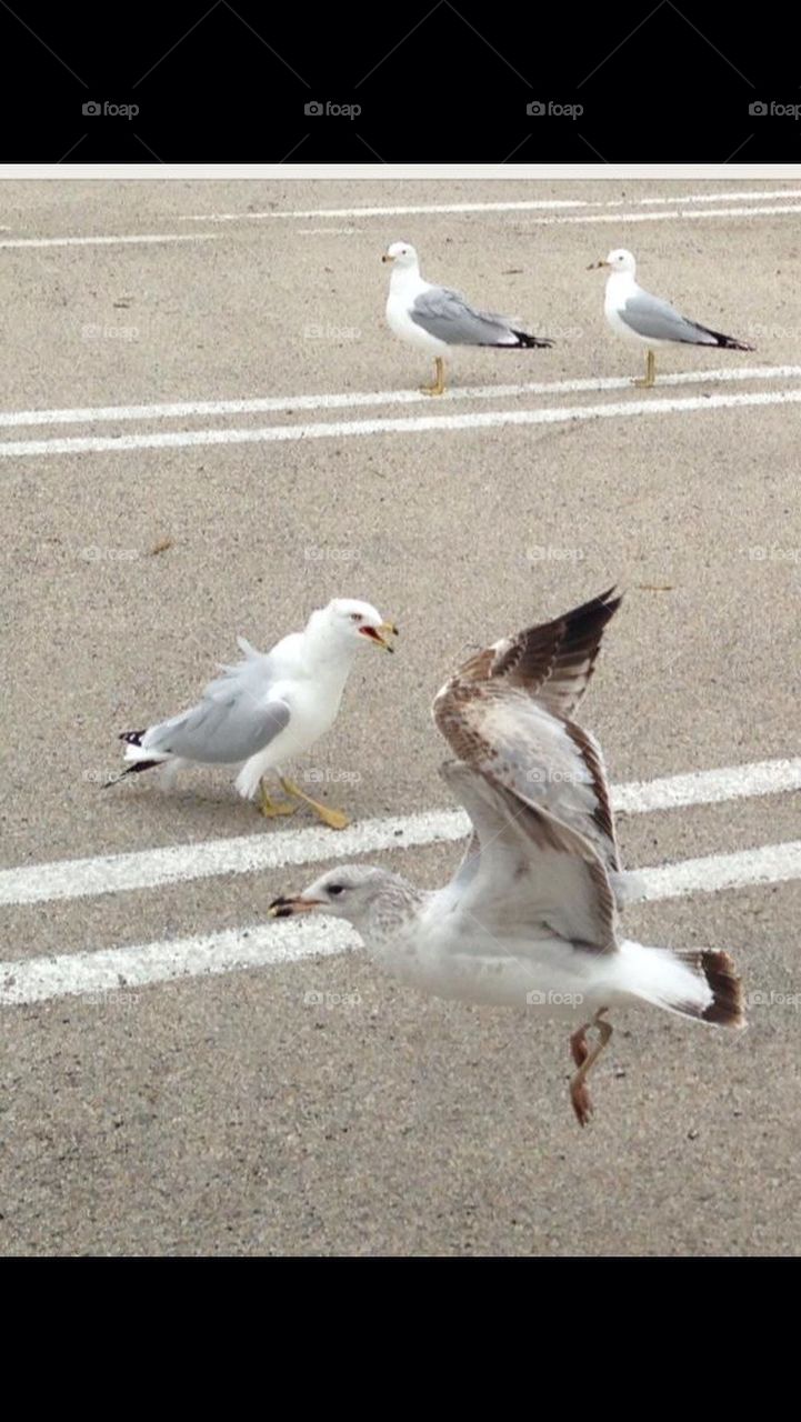 Seagulls