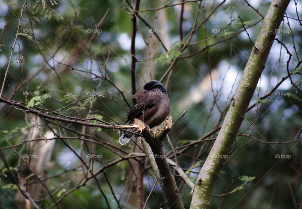 Bird sitting on a tree.