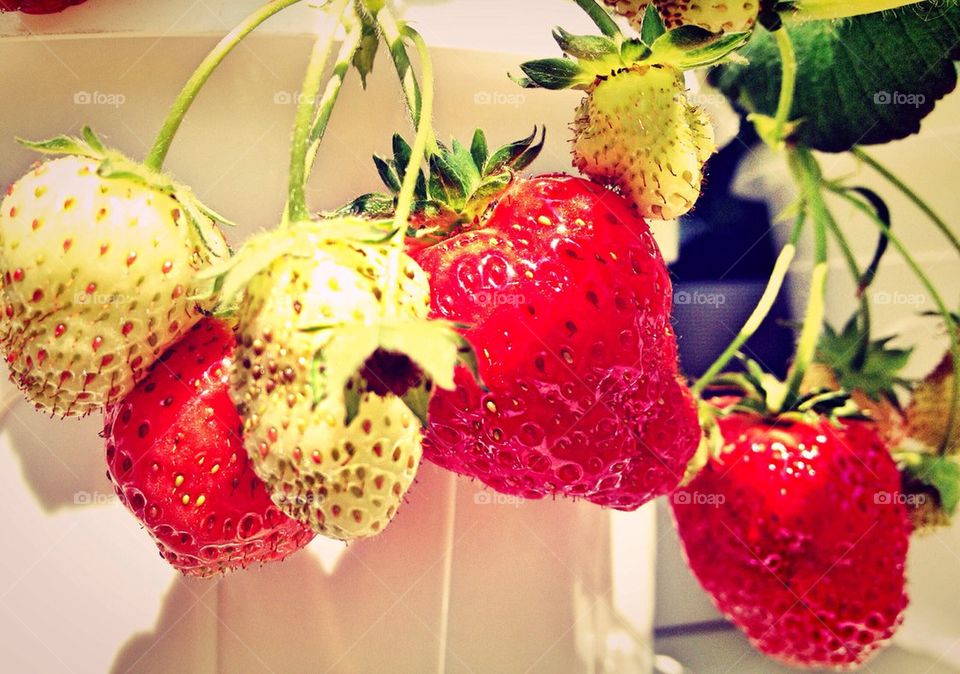 Strawberry Plants