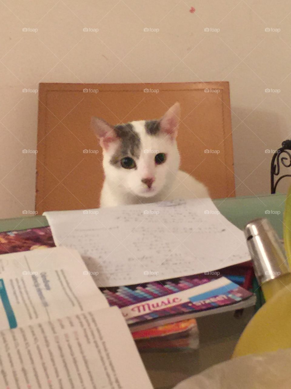 Cat wondering about mathematics. A cat surprised with mathematics tasks at the table