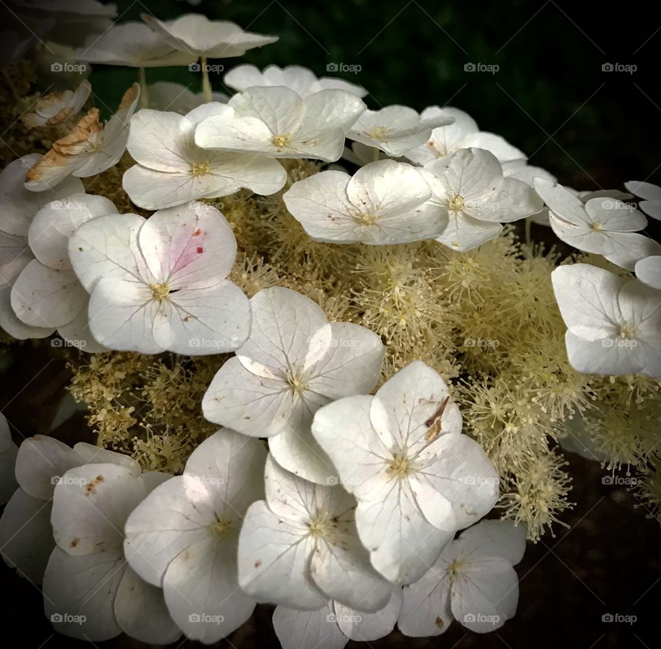 Delicate paper thin white flowers 