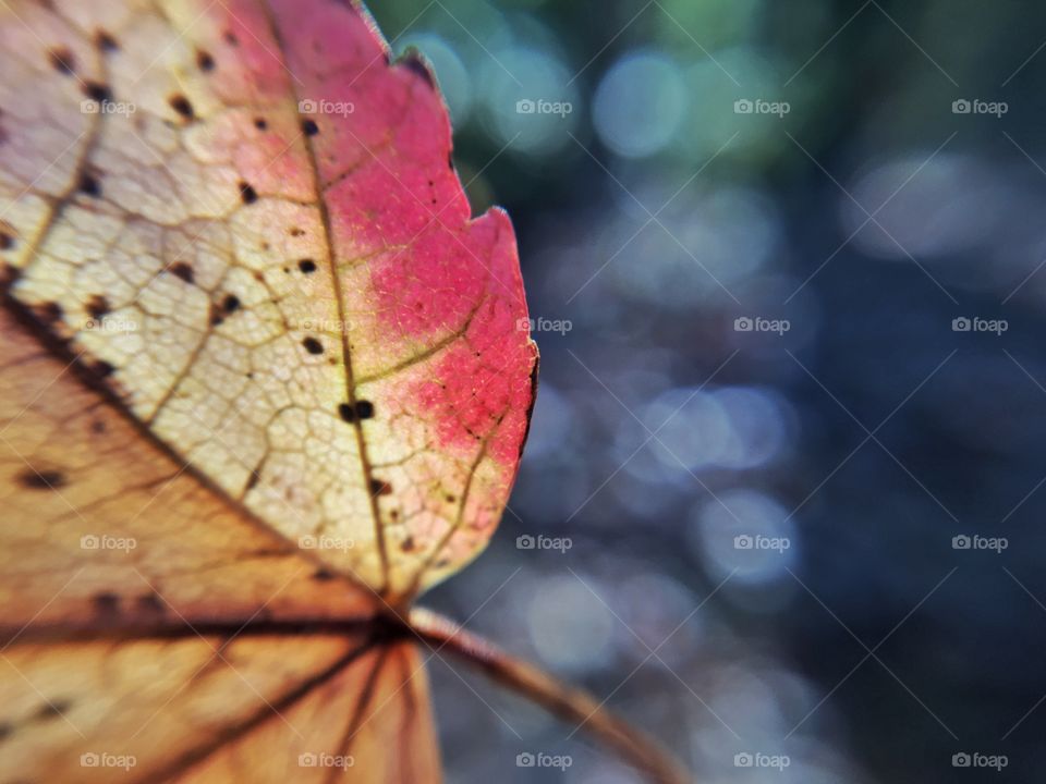 Close-up of dry autumn leaf