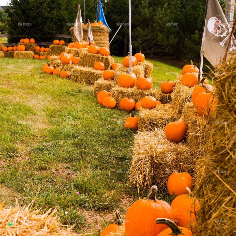 Line of Pumpkins