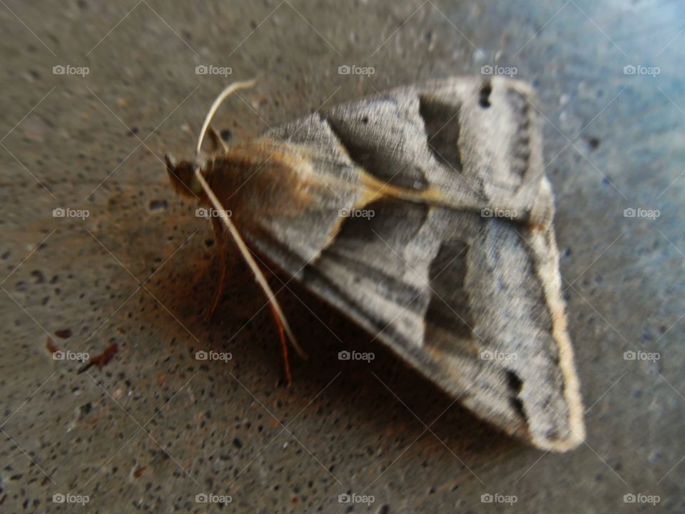 camouflage moth. This is another picture of a moth that is very well blended with the pavement