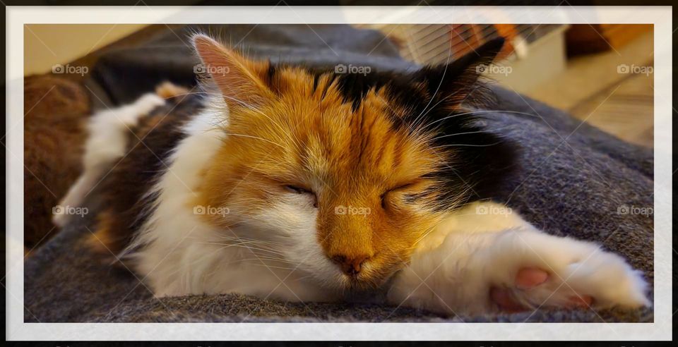 Yoga Pose - The Sleeping Kitty Stretch