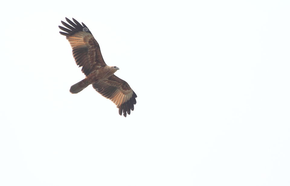 Brahminy kite. An imm. youngster of brahminy. Eagle, raptor category of bird. Large bird to fly, soaring, glading, and shown interest to land for salting. As the habits of wild to walk at side of lake.