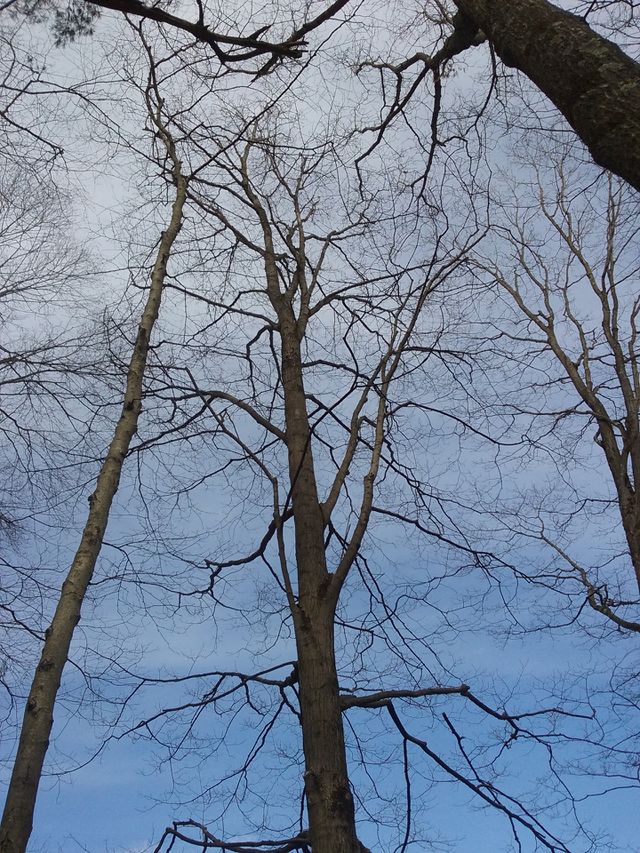 trees