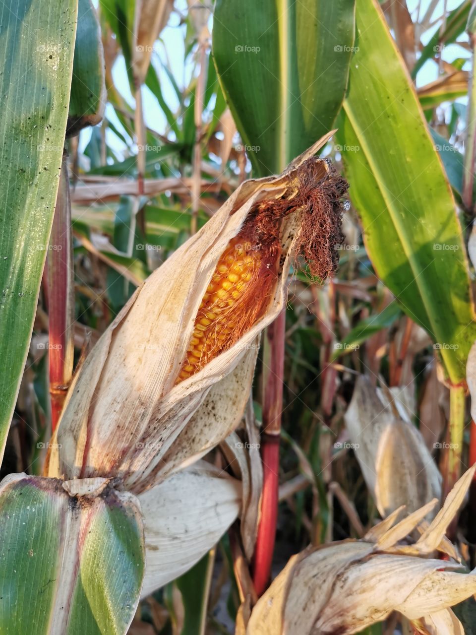 Corn crop in the field