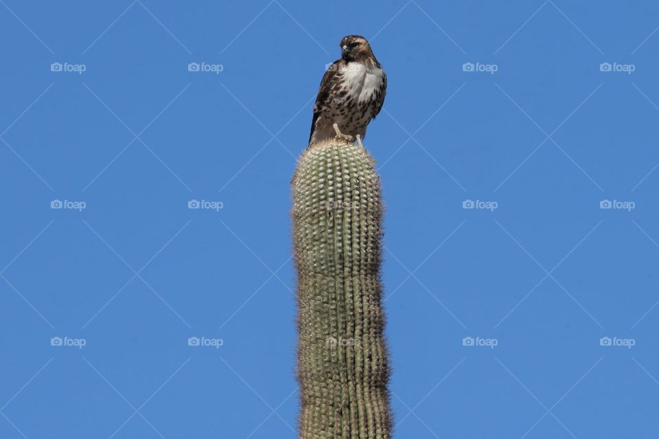 A Coopers Hawk perches atop a Saguaro cactus in the Arizona desert