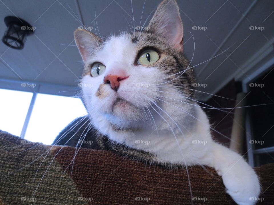 Brown tabby cat looking at birds 