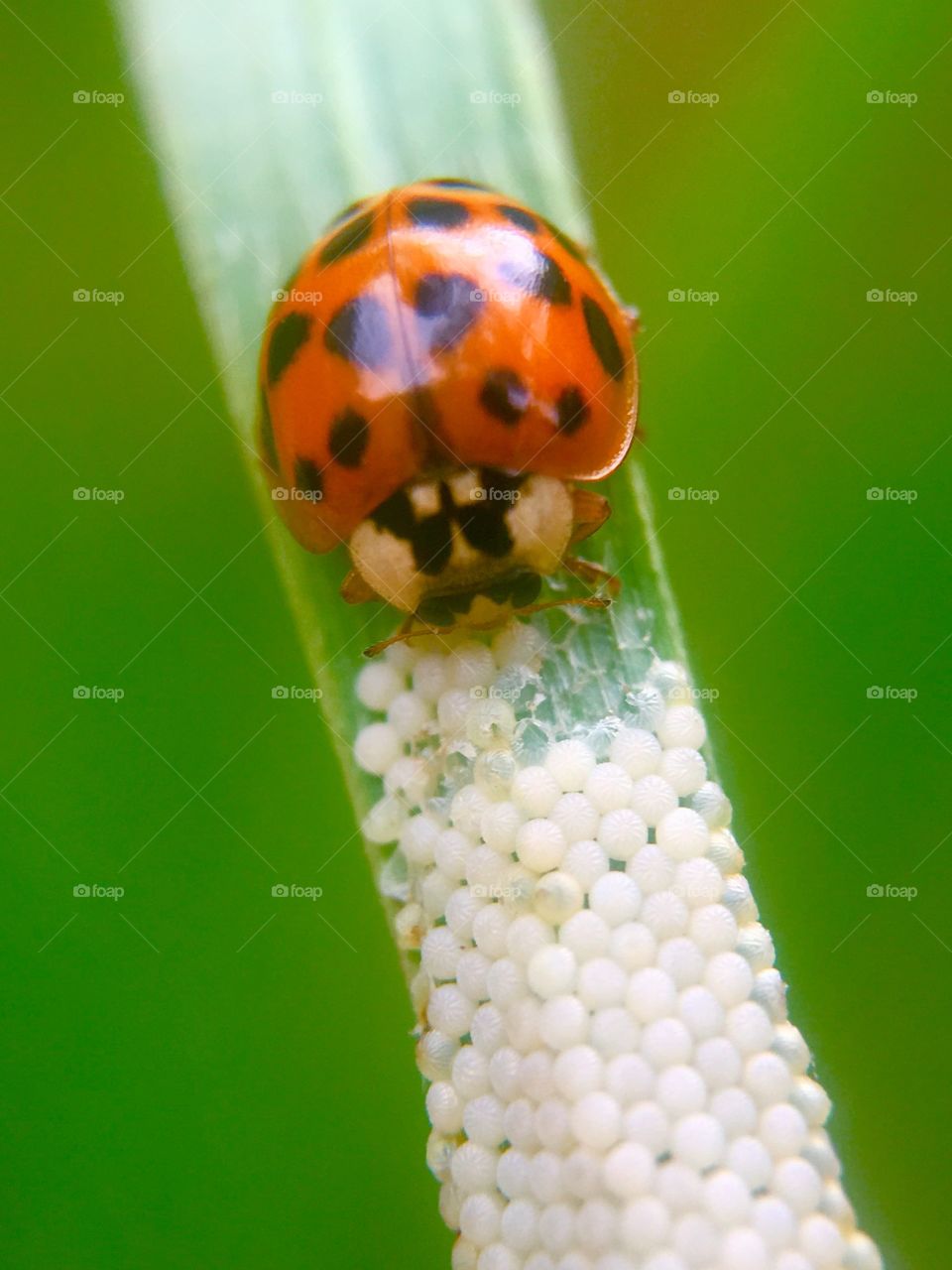 Ladybugs