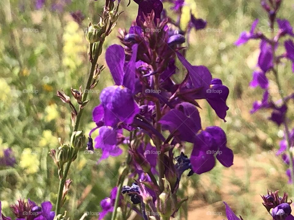 Beautiful and purple flowers in spring 