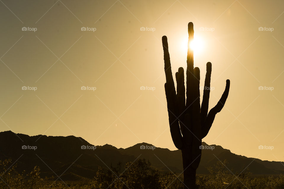 Phoenix, Saguaro Cactus