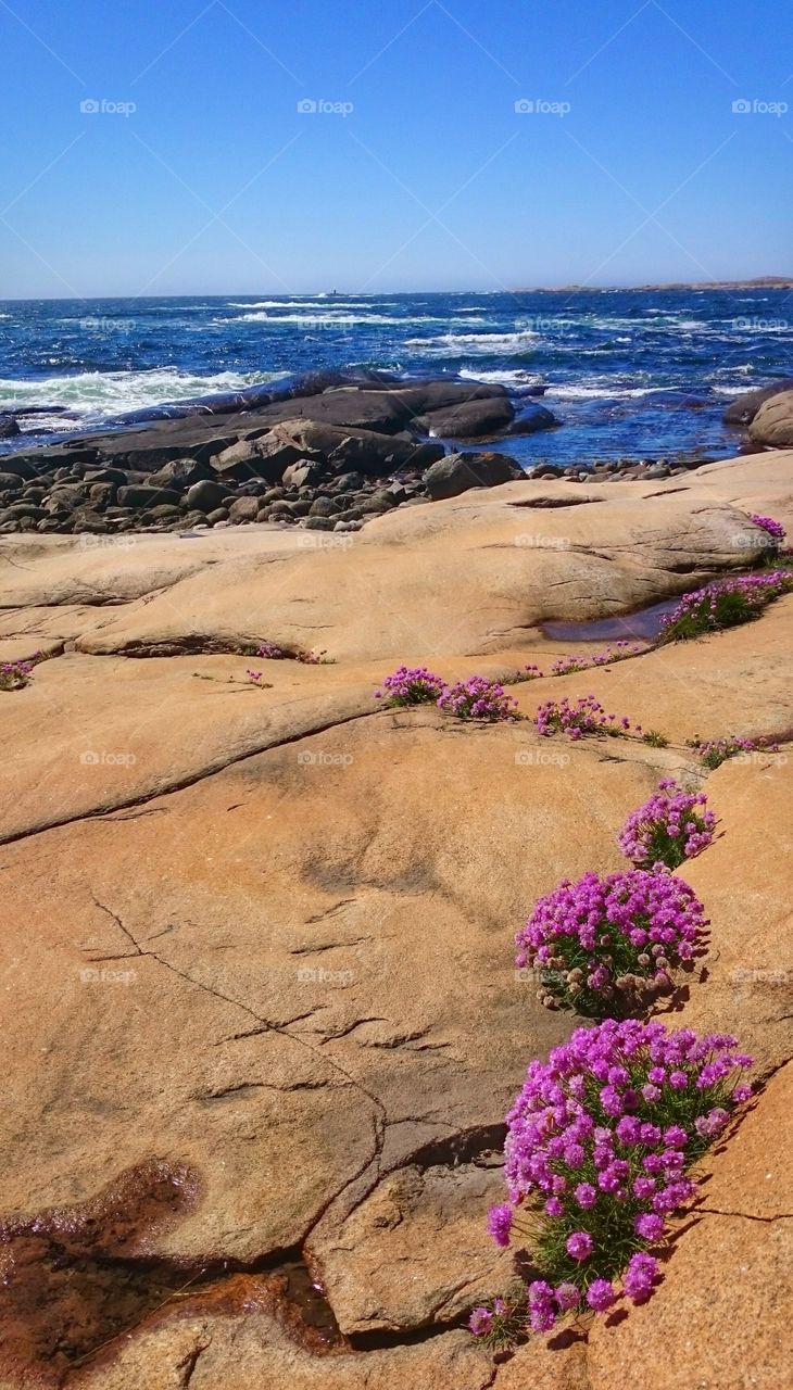 Pink flowers growing on the rock near the sea