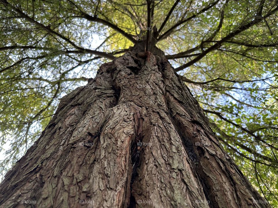 Old and ancient tree with a spoiled bark with curious patterns over it, leading the look to its branches in the sky.