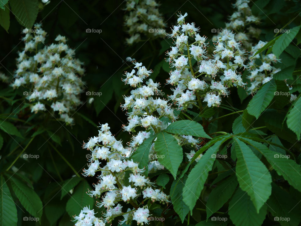 Flowers in springtime from the Chestnut tree.