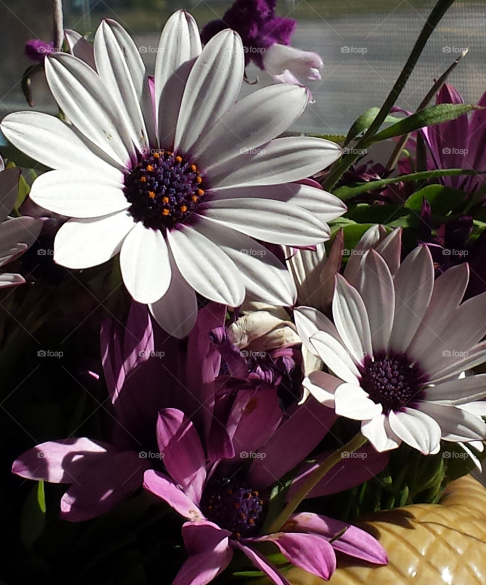 purple daisies in the sun