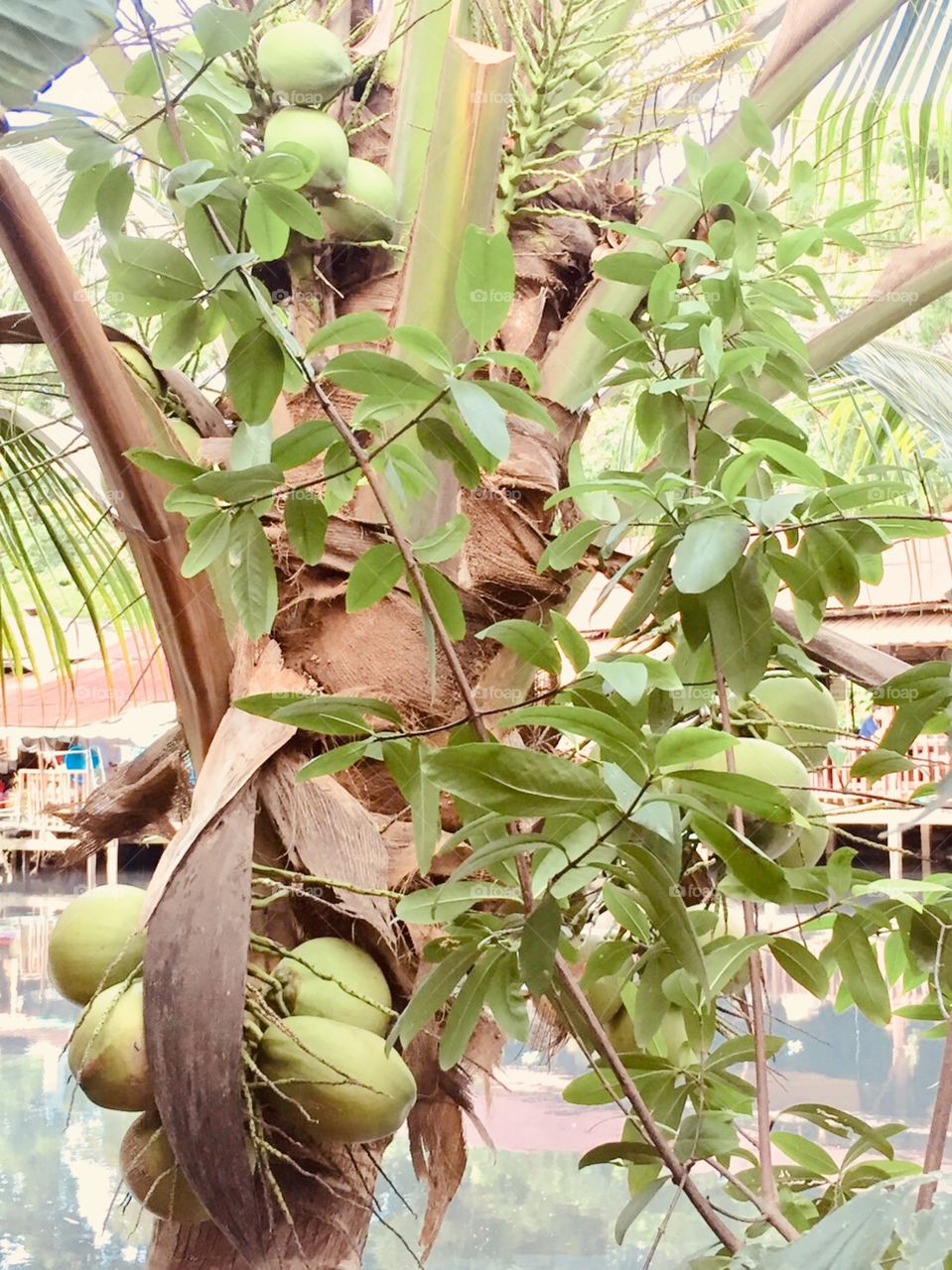 Coconut  at riverside