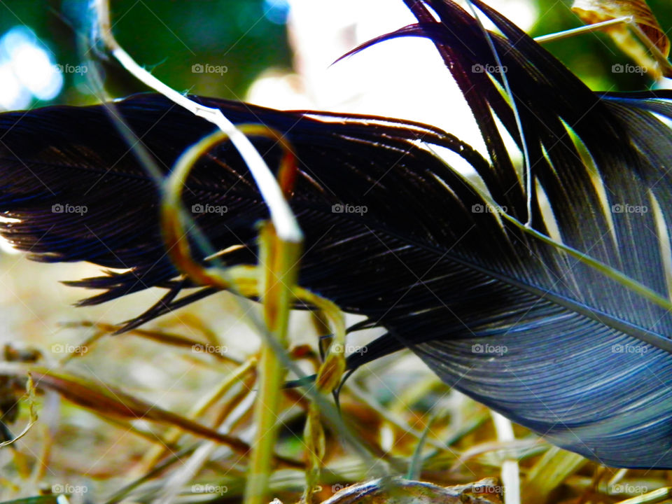 Feather of bluish colors perched on the leaf litter of a forest.