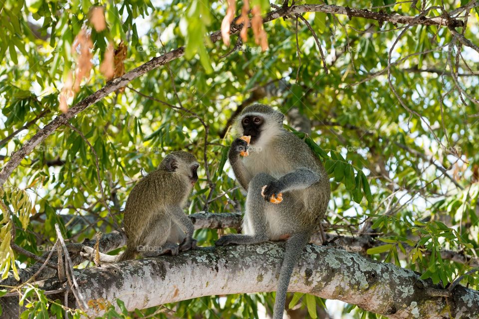 Vervet Monkeys steal orange