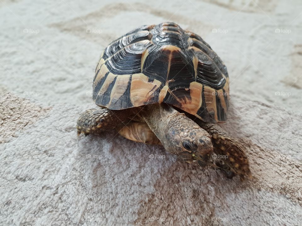 Cute pet tortoise having a slow stroll round the living room.