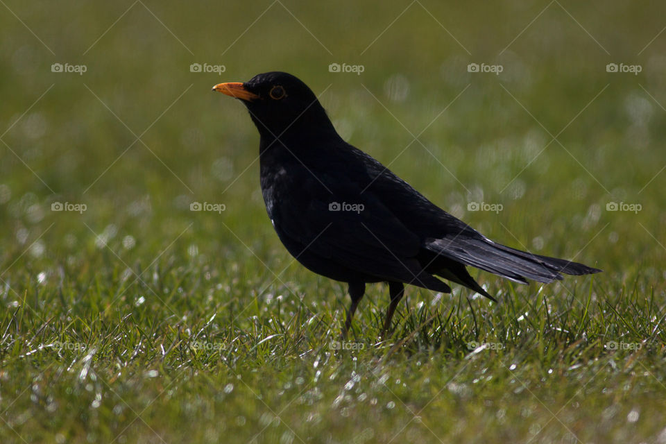 Common blackbird (Turdus merula) on green grass.