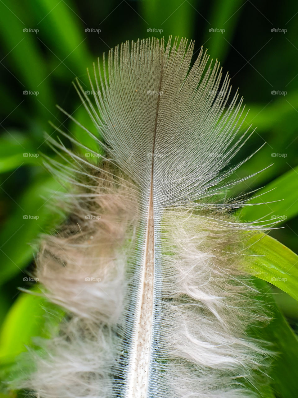 small fearher on the grass