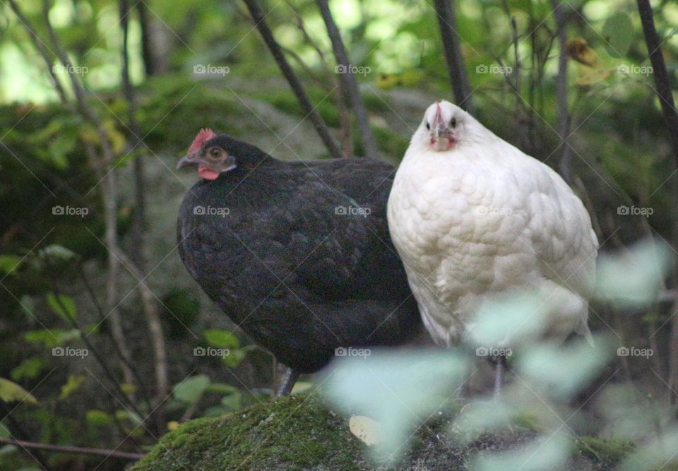 Chickens sitting on a rock in the forest.