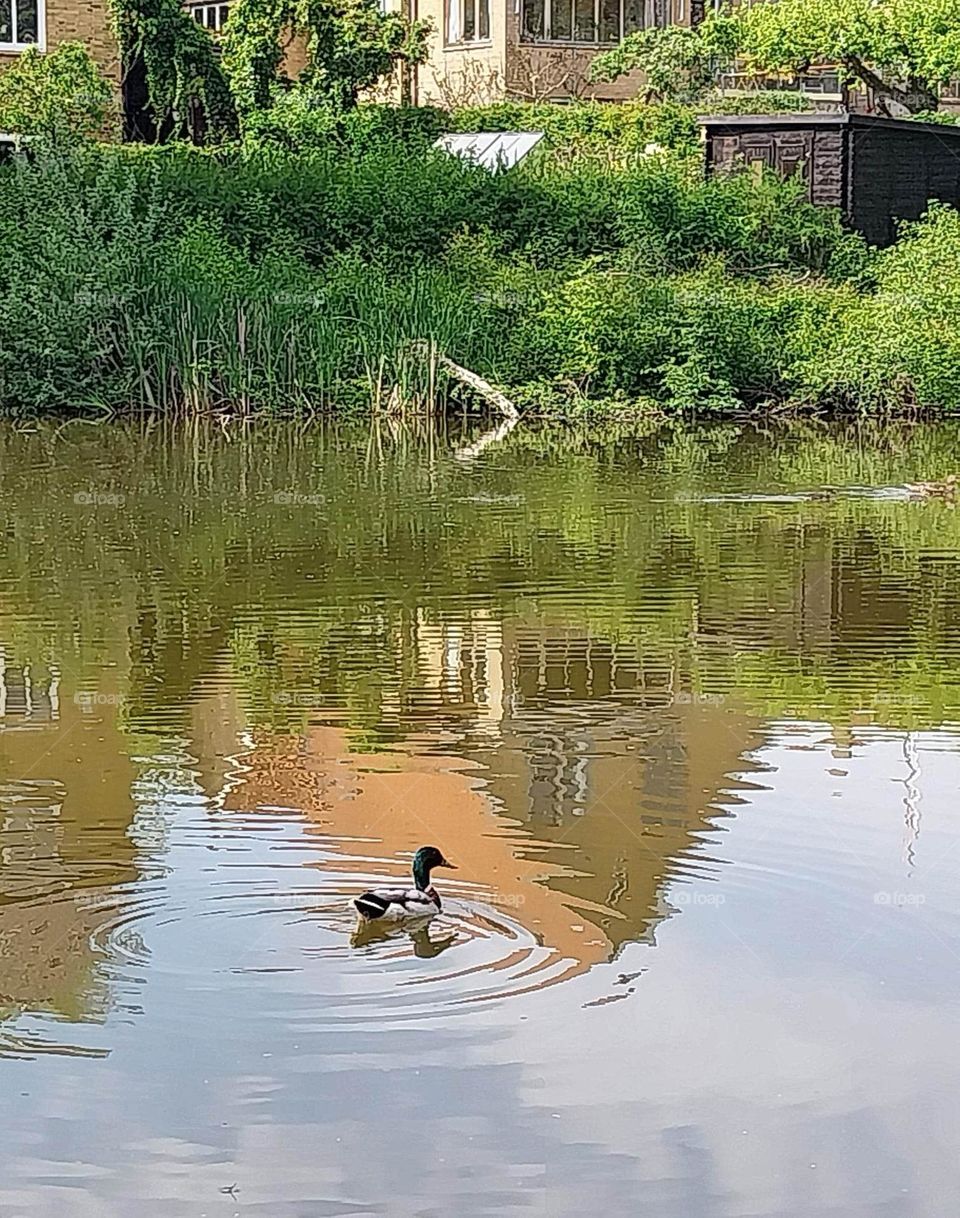 urban nature wildlife